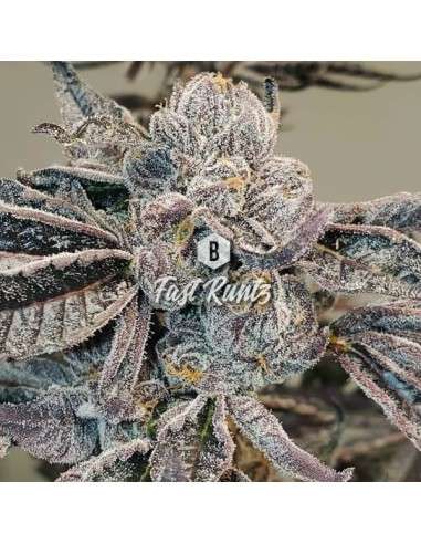 Big Seedbank - Fast Runtz - 1