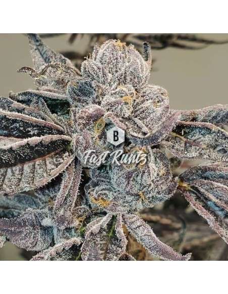 Big Seedbank - Fast Runtz - 1