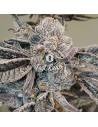 Big Seedbank - Fast Runtz - 1