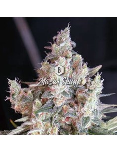 Big Seedbank - Mazar Skunk - 1