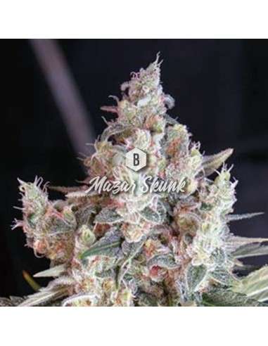 Big Seedbank - Mazar Skunk - 1