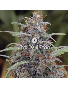 Big Seedbank - New York Diesel - 1