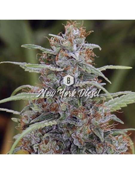 Big Seedbank - New York Diesel - 1