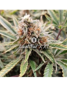Big Seedbank - Giant Bud XXL - 1