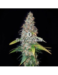 Big Seedbank - Early Thai Skunk - 1