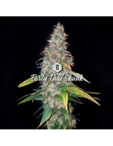 Big Seedbank - Early Thai Skunk - 1
