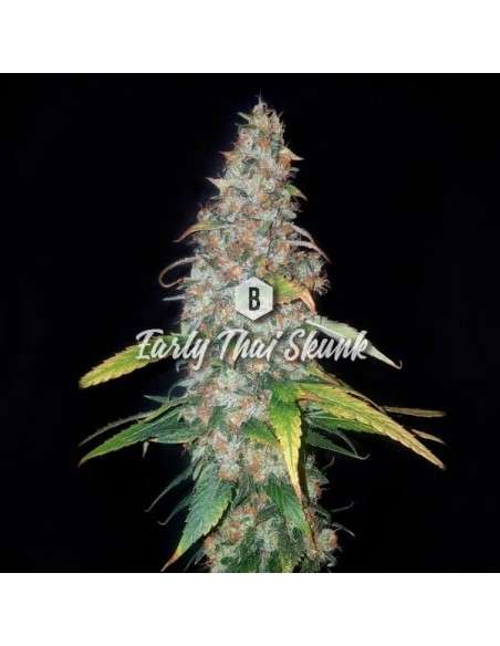 Big Seedbank - Early Thai Skunk - 1