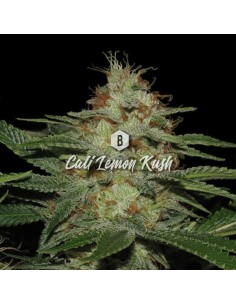Big Seedbank - Cali Lemon Kush - 1