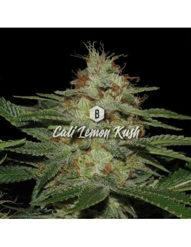Big Seedbank - Cali Lemon Kush - 1