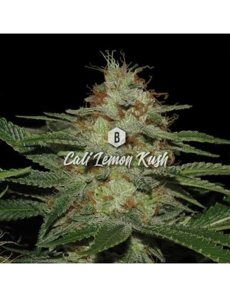 Big Seedbank - Cali Lemon Kush - 1
