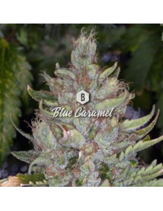 Big Seedbank - Blue Caramel - 1