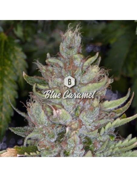 Big Seedbank - Blue Caramel - 1