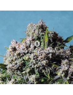 Big Seedbank - Blue Caramel Auto - 1