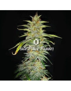 Big Seedbank - Bruce Banner Auto - 1