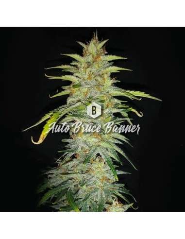 Big Seedbank - Bruce Banner Auto - 1