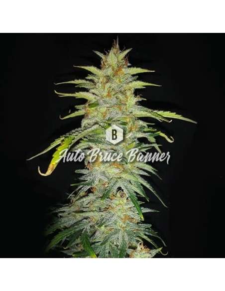 Big Seedbank - Bruce Banner Auto - 1