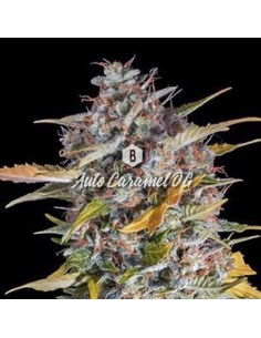 Big Seedbank - Caramel OG Auto - 1