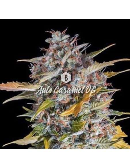Big Seedbank - Caramel OG Auto - 1
