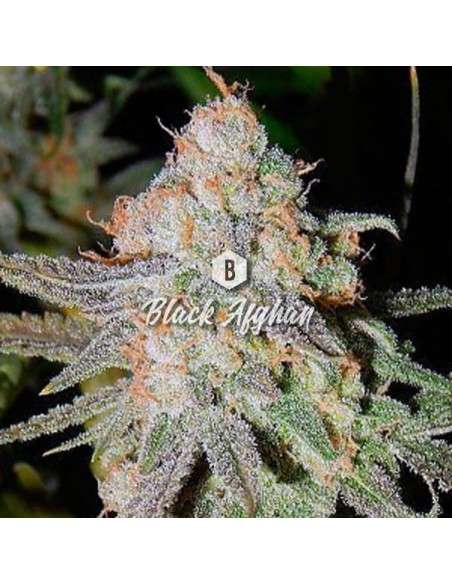 Big Seedbank - Black Afghan - 1