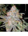 Big Seedbank - Black Afghan - 1