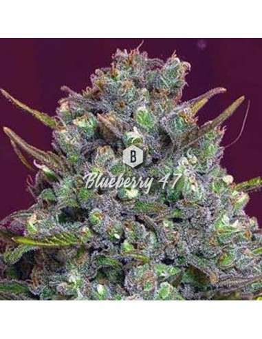 Big Seedbank - Blueberry 47 - 1