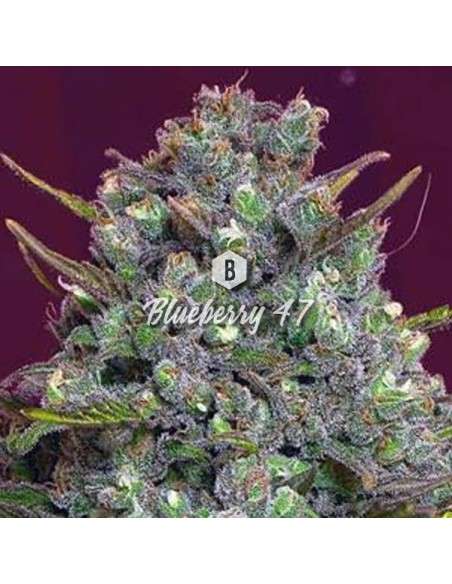 Big Seedbank - Blueberry 47 - 1