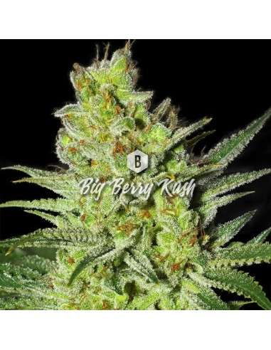 Big Seedbank - Big Berry Kush - 1