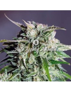 Big Seedbank - Afghan Amnesia Auto - 1