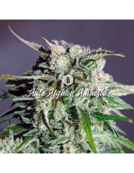 Big Seedbank - Afghan Amnesia Auto - 1