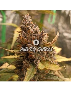 Big Seedbank - Big Critical Auto - 1