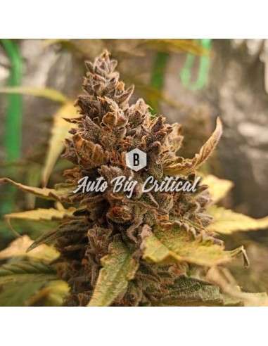 Big Seedbank - Big Critical Auto - 1