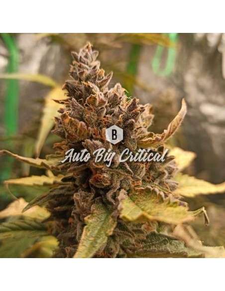Big Seedbank - Big Critical Auto - 1