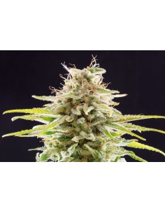 Kannabia Seed - Super OG Kush - 1