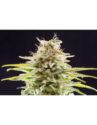 Kannabia Seed - Super OG Kush - 1