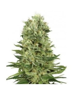 WHITE LABEL - Skunk Auto - 1