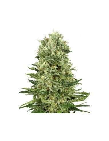 WHITE LABEL - Skunk Auto - 1