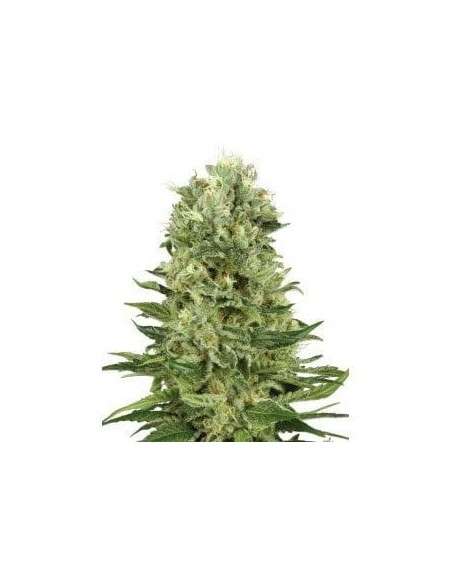 WHITE LABEL - Skunk Auto - 1