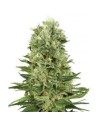 WHITE LABEL - Skunk Auto - 1