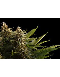 Kannabia Seed - Colombian Jack - 1