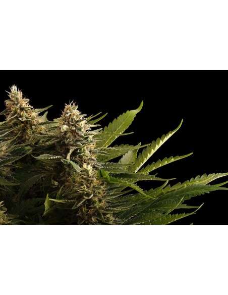 Kannabia Seed - Colombian Jack - 1
