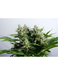 Kannabia Seed - Colombian Jack - 1 2
