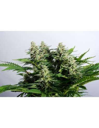 Kannabia Seed - Colombian Jack - 2
