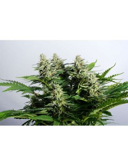 Kannabia Seed - Colombian Jack - 2