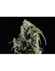Kannabia Seed - Kannabia CBDV Auto - 1
