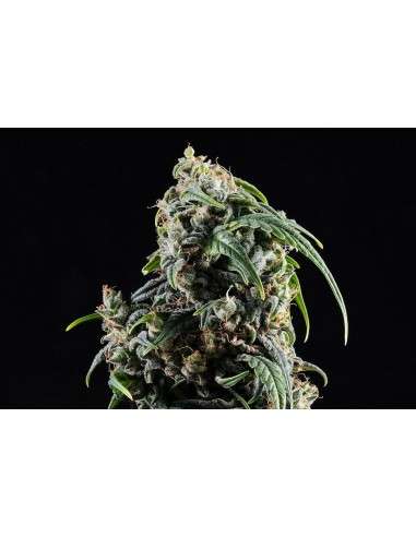 Kannabia Seed - Kannabia CBDV Auto - 1