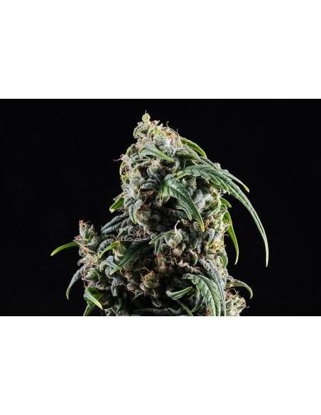 Kannabia Seed - Kannabia CBDV Auto - 1