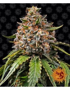 Barney's Farm - White Widow XXL - 1