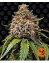 Barney's Farm - White Widow XXL - 1