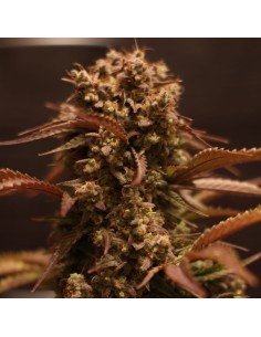 -40% WYPRZEDAŻ Doctor's Choice - Purple Ryder Auto 3szt - 1