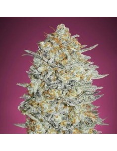 Gelato 33 Fast - 1